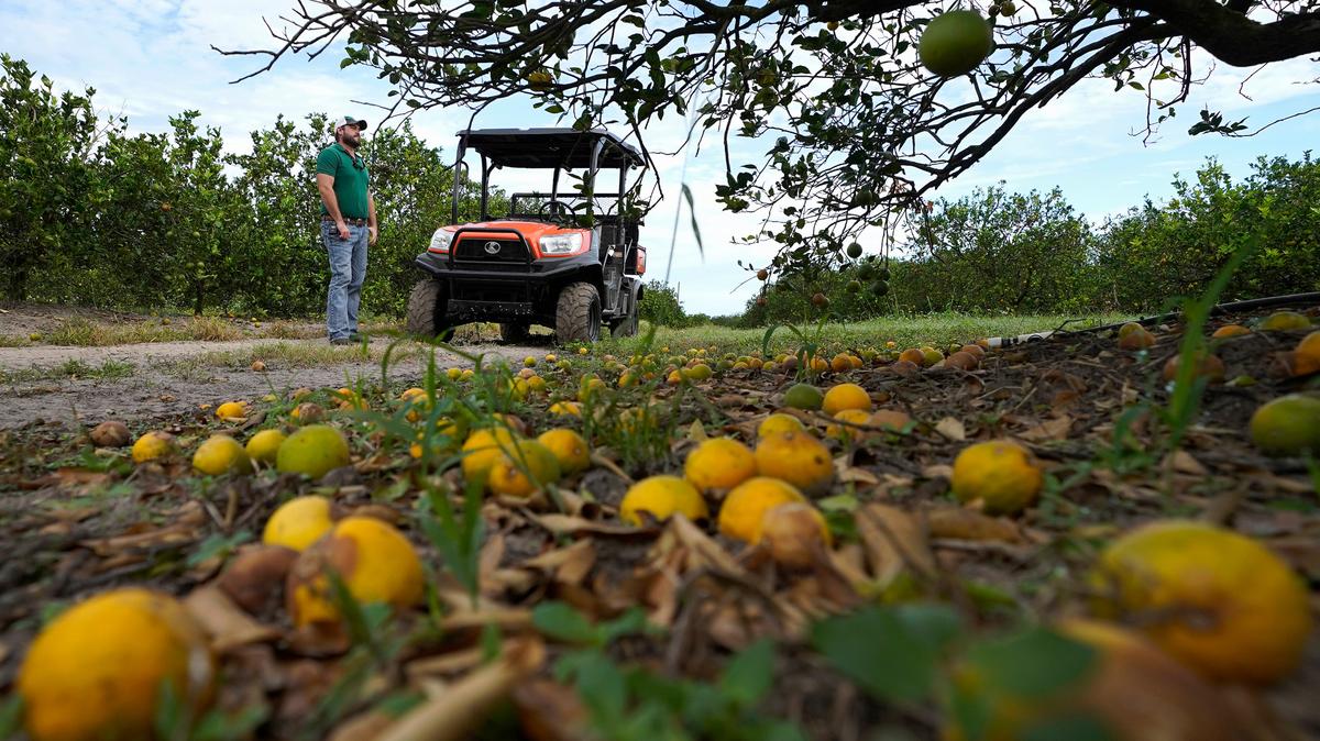 Foto de una cosecha de cítricos en Zolfo Springs, Florida, el 12 de octubre del 2022.