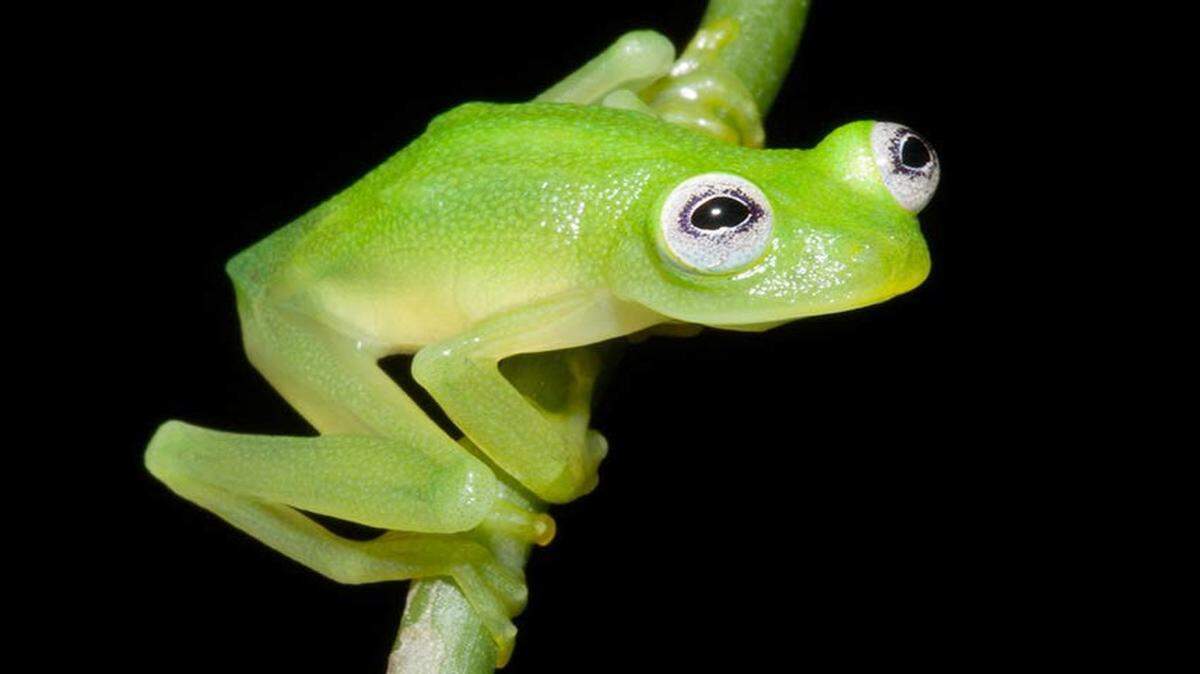 La rana, que tiene el nombre científico de Hyalinobatrachium dianae (H. diane), fue descubierta en un bosque lluvioso del Caribe costarricense por el biólogo estadounidense Brian Kubicki y los costarricenses Stanley Salazar y Robert Puschendorf.