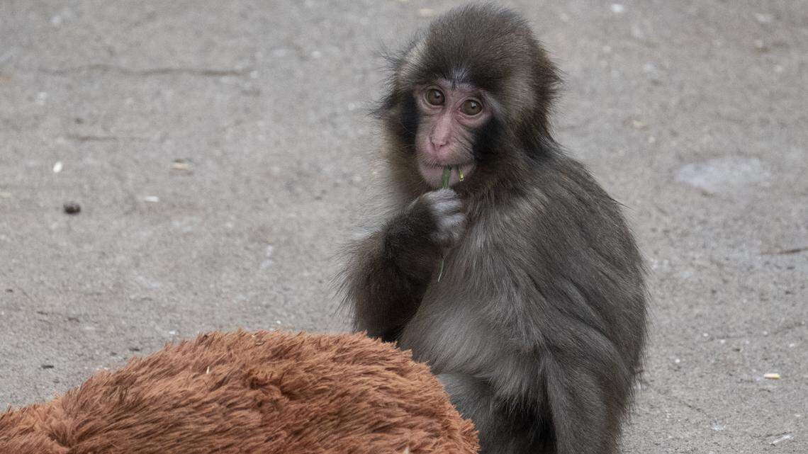 El bebé macaco Punch se adapta con valentía y atrae a multitudes en Japón