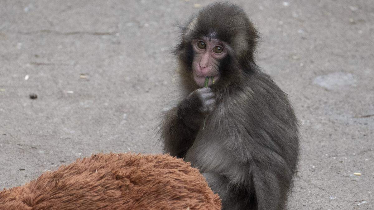 Un macaco japonés macho de siete meses, llamado Punch, que fue abandonado por su madre poco después de nacer, se sienta con un peluche de orangután en el Zoológico y Jardines Botánicos de la Ciudad de Ichikawa, en la prefectura de Chiba, el 18 de marzo de 2026.
