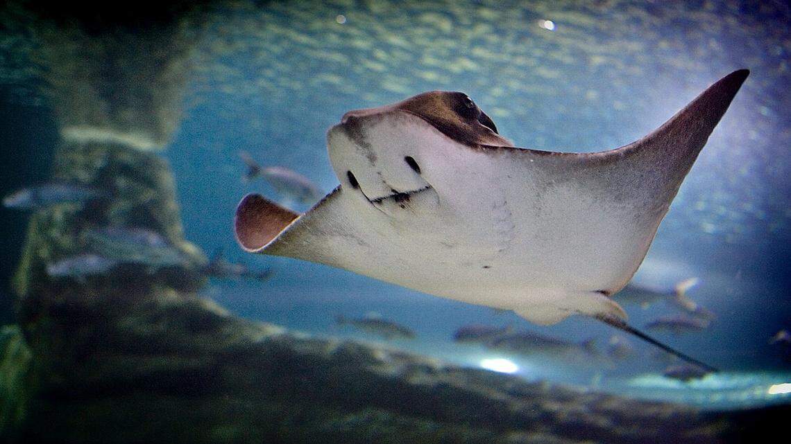 Mesmerizing video shows manta rays dancing in graceful circles while dining in Florida