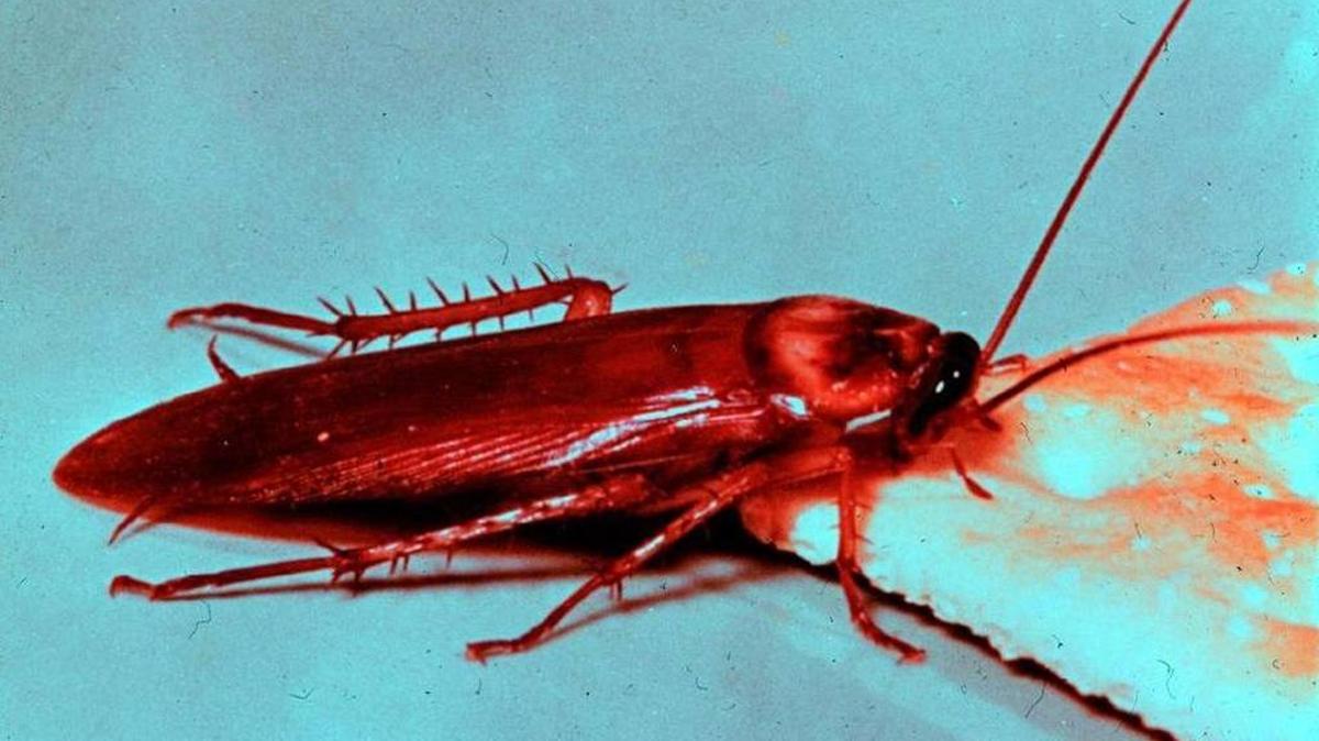 La cucaracha americana. En la Florida hay 70 especiesy no todas son plagas.