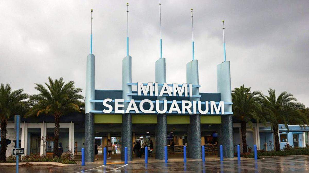 El Miami Seaquarium, el popular parque temático de mamíferos marinos desde la década del 50, abrirá las puertas al público por última vez el domingo 12 de octubre de 2025, antes de que el promotor inmobiliario de Miami, David Martin, se haga cargo de la propiedad para su remodelación.