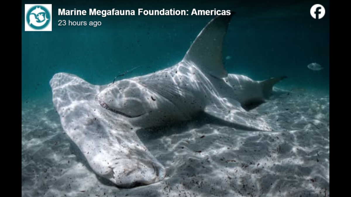 Los grandes tiburones martillo solo tienen un enemigo conocido, la orca, pero una inspección más detallada del cadáver reveló que no se trataba de un ataque.