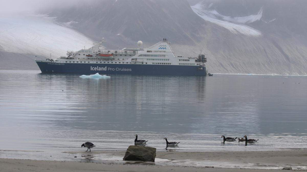 Un grupo de gansos percebe, típicos del area, se pasean frente al Ocean Diamond, rodeado de montañas de hielo.