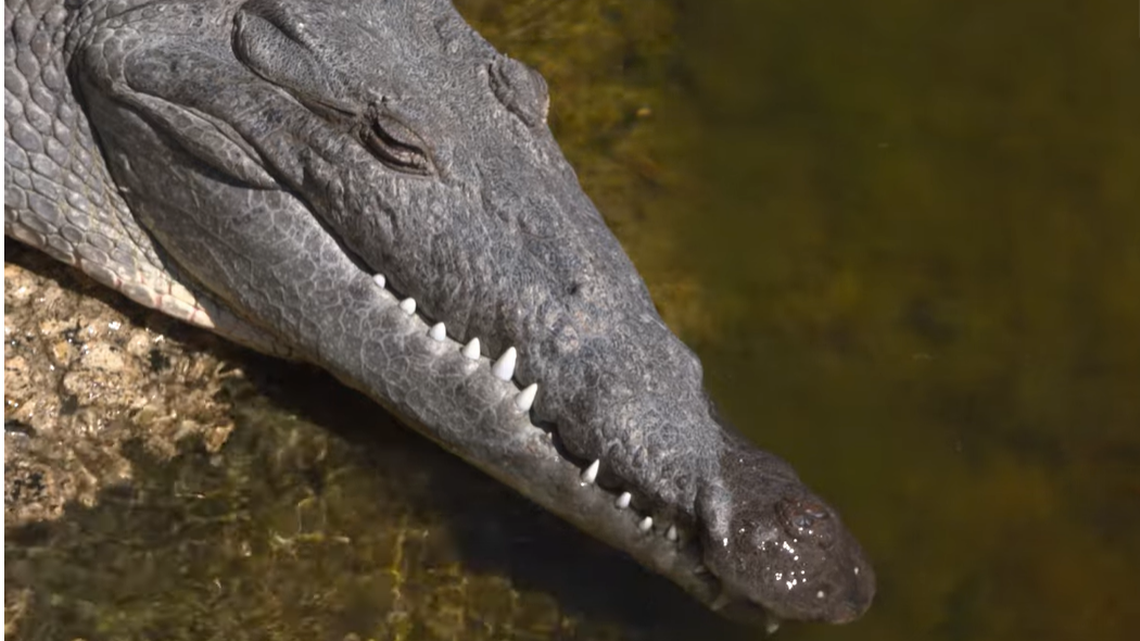 A crocodile like this one was moved from Brevard County, Florida, in 2023 and it spent 8 months traveling 100 miles back to Brevard County, officials said.