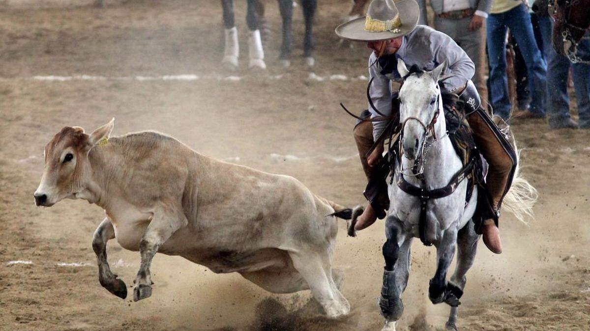 Un charro realiza el “coleadero” durante las celebraciones del Día del Charro en Guadalajara, estado de Jalisco, México, el 14 de septiembre de 2021. —La charrería fue declarada Patrimonio Cultural Inmaterial de la Humanidad por la UNESCO—.