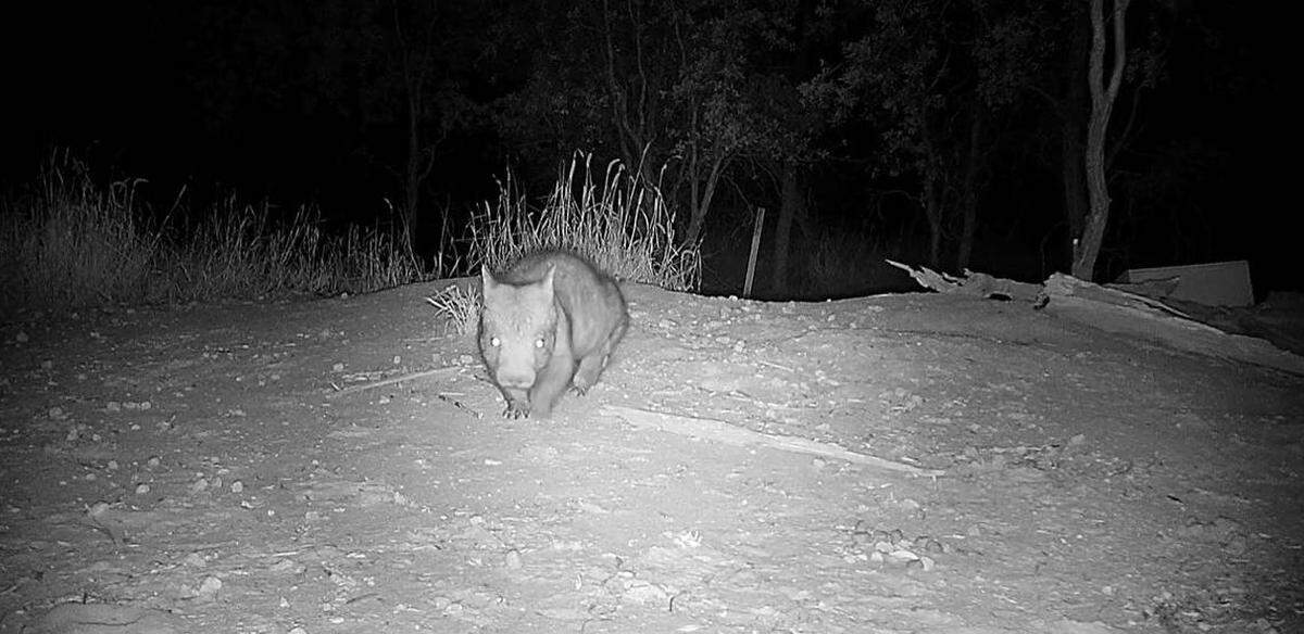 Un joven wombat de nariz peluda del norte (también conocido como tejón australiano), uno de los apenas 400 que quedan en el mundo, quedó captado en cámara.