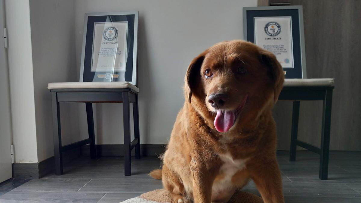 Bobi, un perro rafeiro do Alentejo portugués de raza pura, posa con los certificados de Récord Mundial Guinness como el perro más viejo del mundo y de la historia, el sábado 20 de mayo de 2023, en su casa de Conqueiros, Portugal.