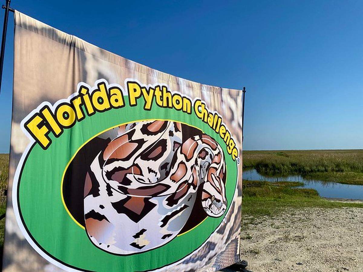 Las personas ya puede registrarse en la competencia para cazar a las enormes culebras pitones en Florida.