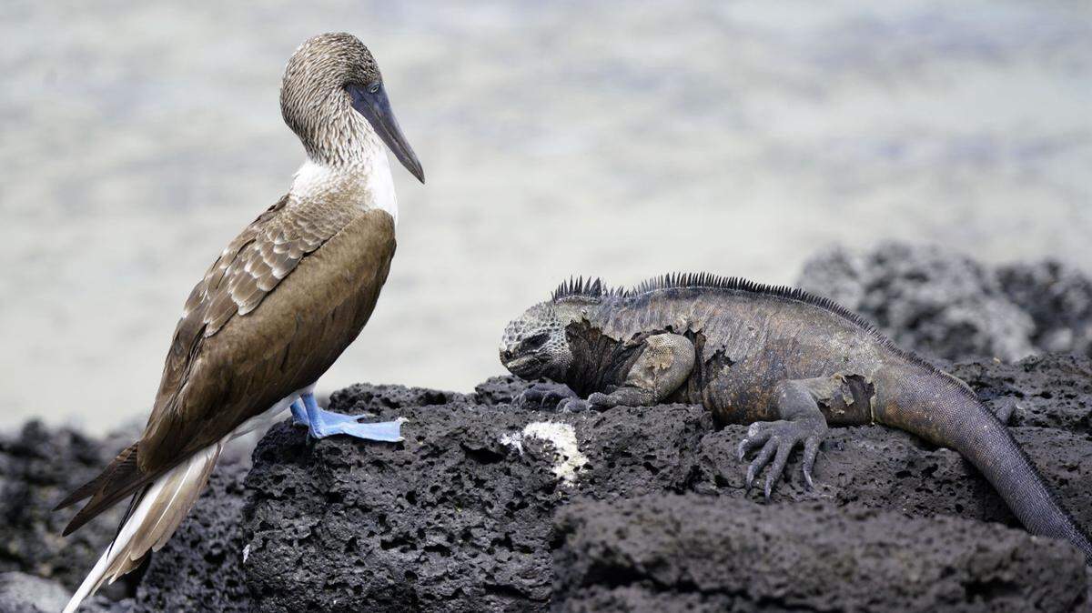 Foto tomada el 9 de octubre de 2017 que muestra un pájaro piquero patiazul y una iguana, ejemplos de la biodiversidad en la Isla de Santa Cruz de Galápagos, Ecuador.