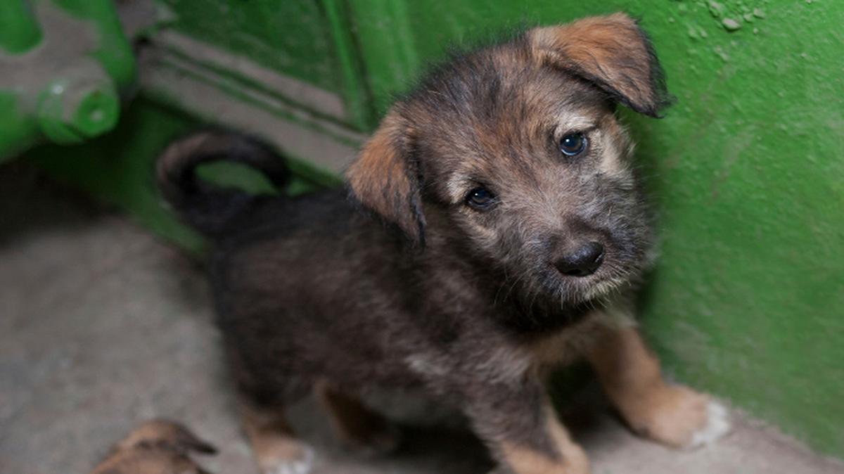 Al igual que sus amos, las mascotas en Venezuela se ven afectadas por la escasez, la inflación y la inseguridad.