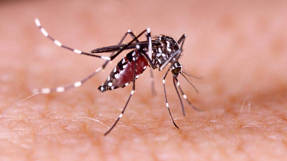Algunas especies de mosquitos como el aedes aegypti, son los responsables de la trasmisión masiva de arbovirosis en Cuba. 
