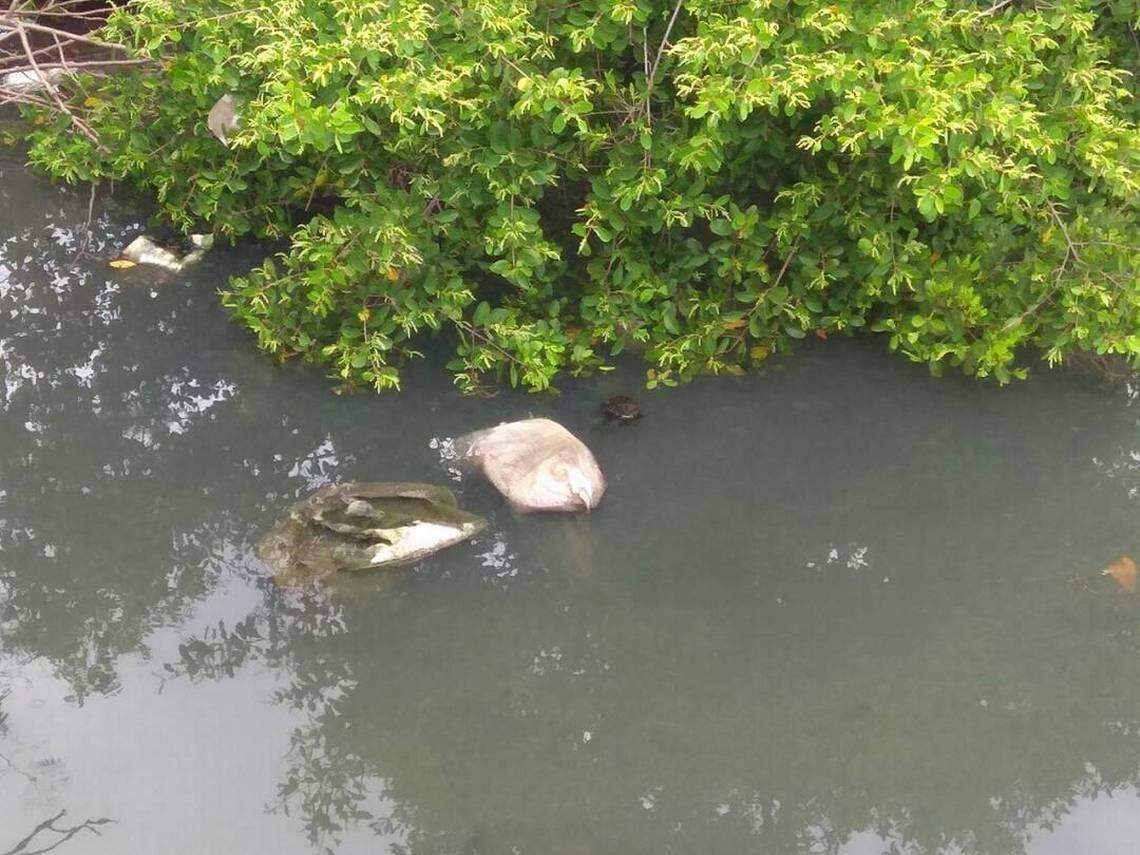 The presence of trash, decomposing animals and sewage from the city is common at the mouth of a river, which feeds into the bay of Cienfuegos.