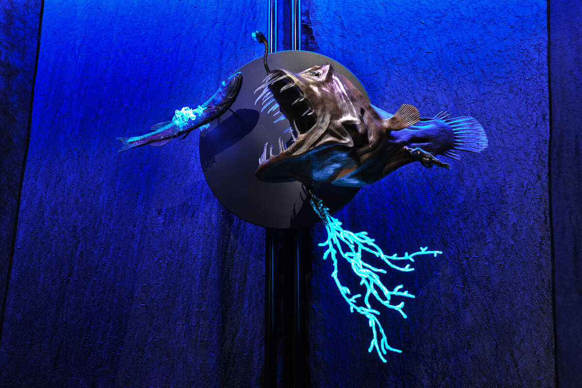 “Criaturas de la luz: Exposición de la bioluminiscencia de la naturaleza”, descubre los misterios resplandecientes de la naturaleza, desde el sábado 6 de octubre hasta el domingo 21 de abril del 2019.