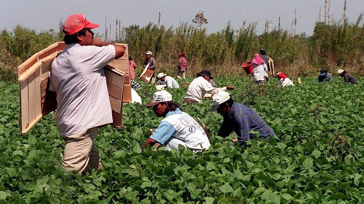 A group of migrant workers work in a field in Homestead, Florida.