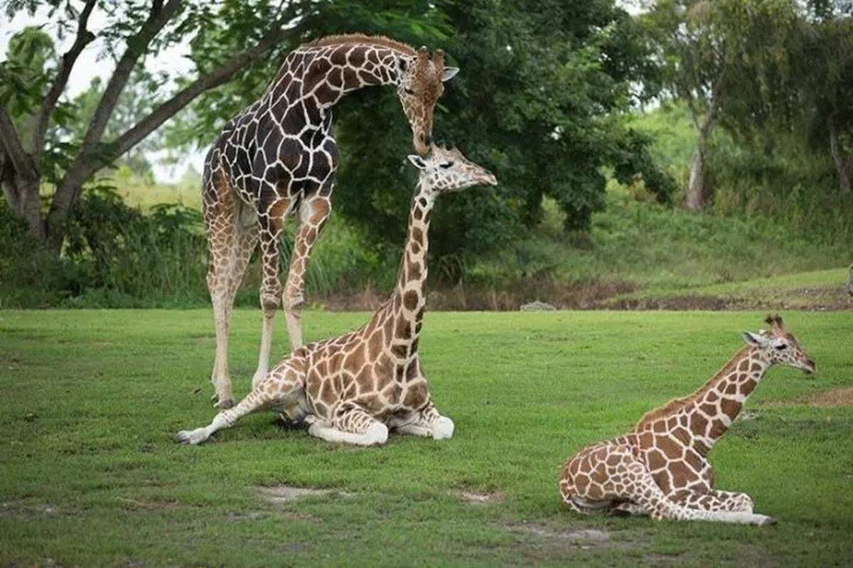 Entradas al Zoológico de Miami a $15 los lunes hasta finales de septiembre, 2024.