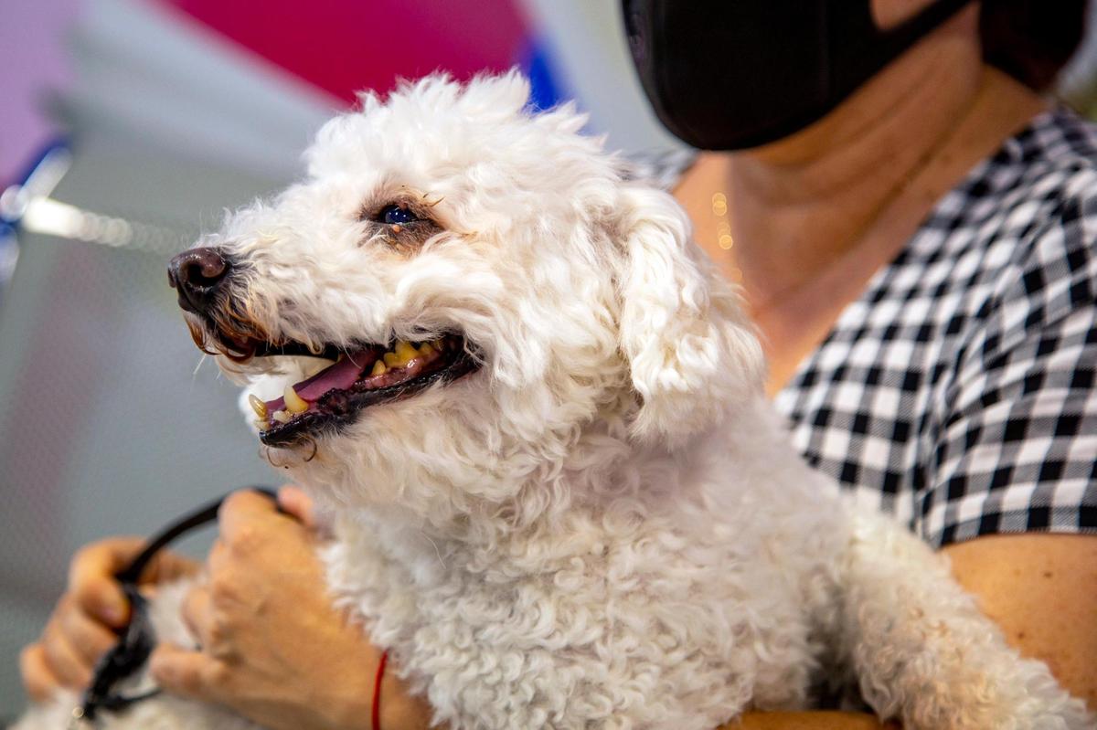 Casper, an 8-year-old Maltese mix that was formerly a stray, after his first automatic bath at Lavakan, an automatic spa for pets that bathes them in minutes, in Miami, Florida on Aug. 4, 2020.