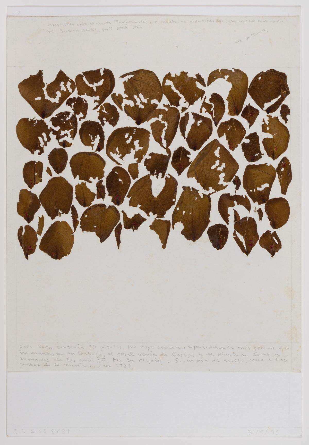 ‘Sick Rose&nbsp;(Real Dissection)’, 1981–1993, de Roberto&nbsp;Obregón. Pétalos y grafito sobre papel. &nbsp; 