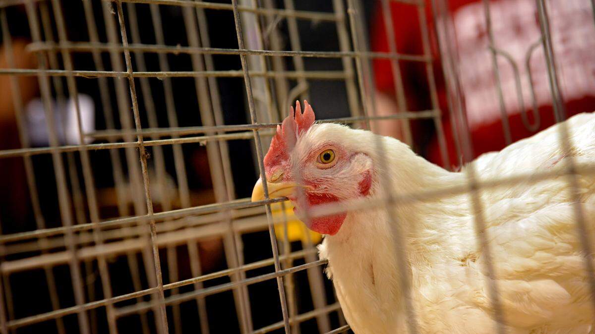 La Comisión de Conservación de Vida Silvestre y Pesca de Florida (FWC, en inglés) ha detectado la gripe aviar en 37 condados y en una gran variedad de aves
