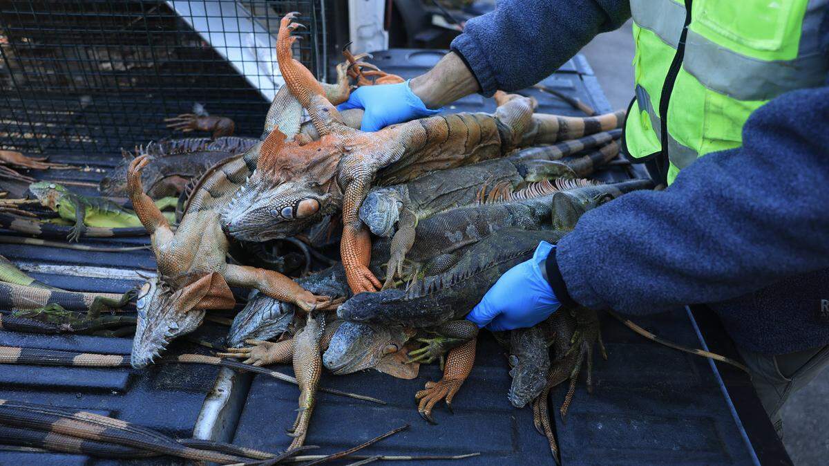 Blake Wilkins, trampero de Redline Iguana Removal, descarga iguanas verdes aturdidas por el frío, así como iguanas muertas, de la parte trasera de una camioneta después de recolectarlas durante una ola de frío el 2 de febrero de 2026, en Hollywood, Florida.