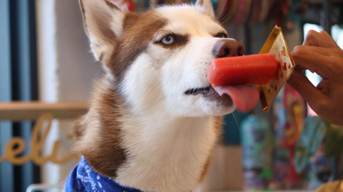In this el Nuevo Herald file photo, a dog enjoys an ice cream popsicle at dog-friendly Cielito Artisan Pops in Miami.