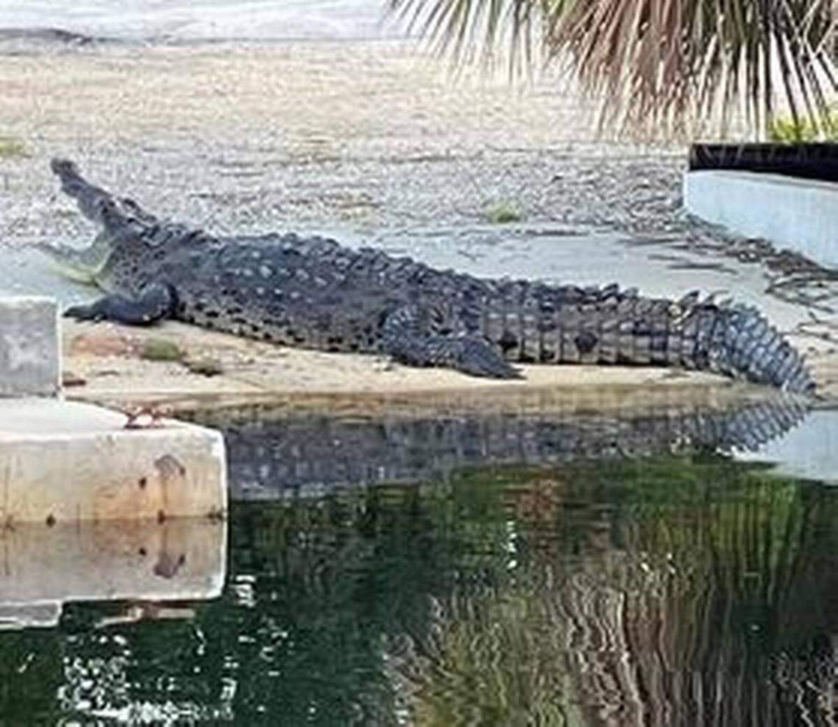 Las calles de Key Largo están tan inundadas por el huracán Ian que hay cocodrilos nadando en ellas. En la foto, uno descansa en Stillwright Point el sábado, 24 de septiembre de 2022.