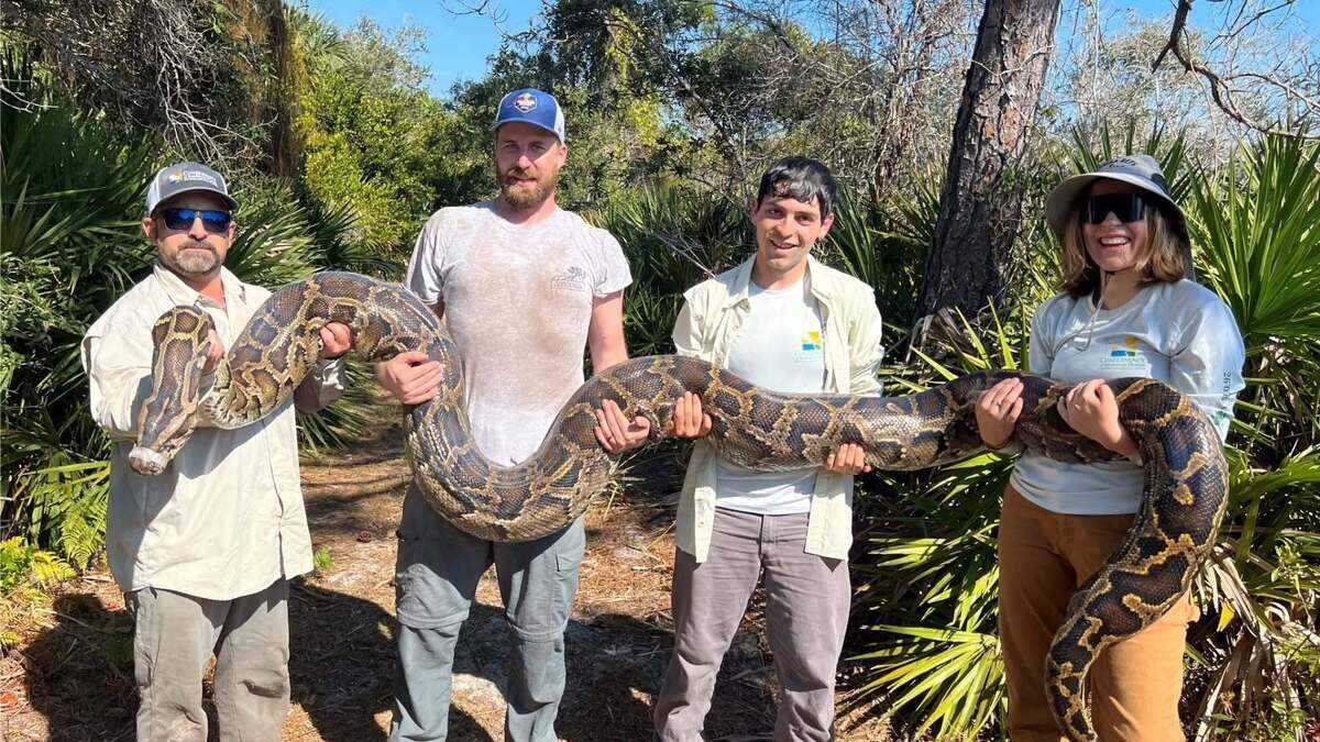 The Conservancy’s python tracking team made the first capture of the breeding season with scout snake #118 “Snaquan” in November 2025, removing a 17-foot, 148 lb female python.