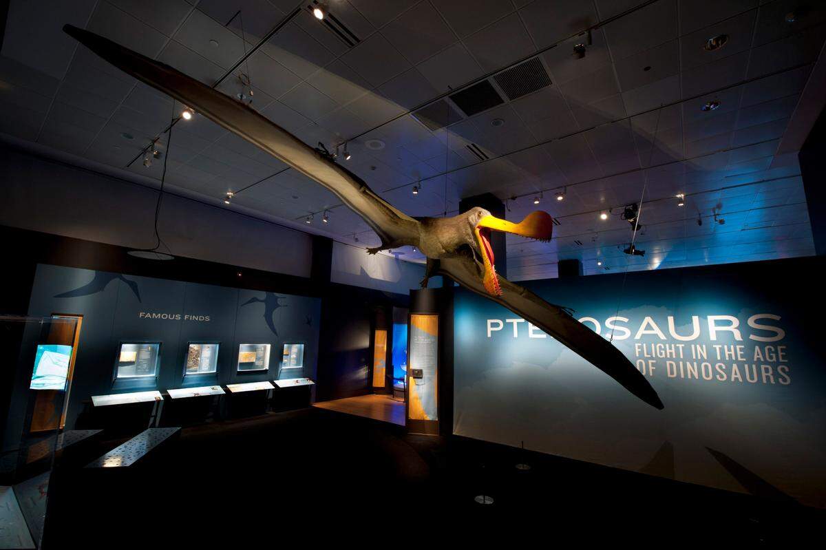 'Pterosaurios: Exposición especial Vuelo en la Era de los Dinosaurios', presentada por Nicklaus Children’s Hospital en el Frost Museum of Science.