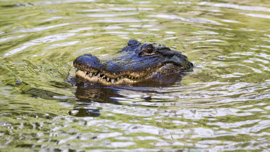 Un caimán ataca a una mujer en un río de Florida
