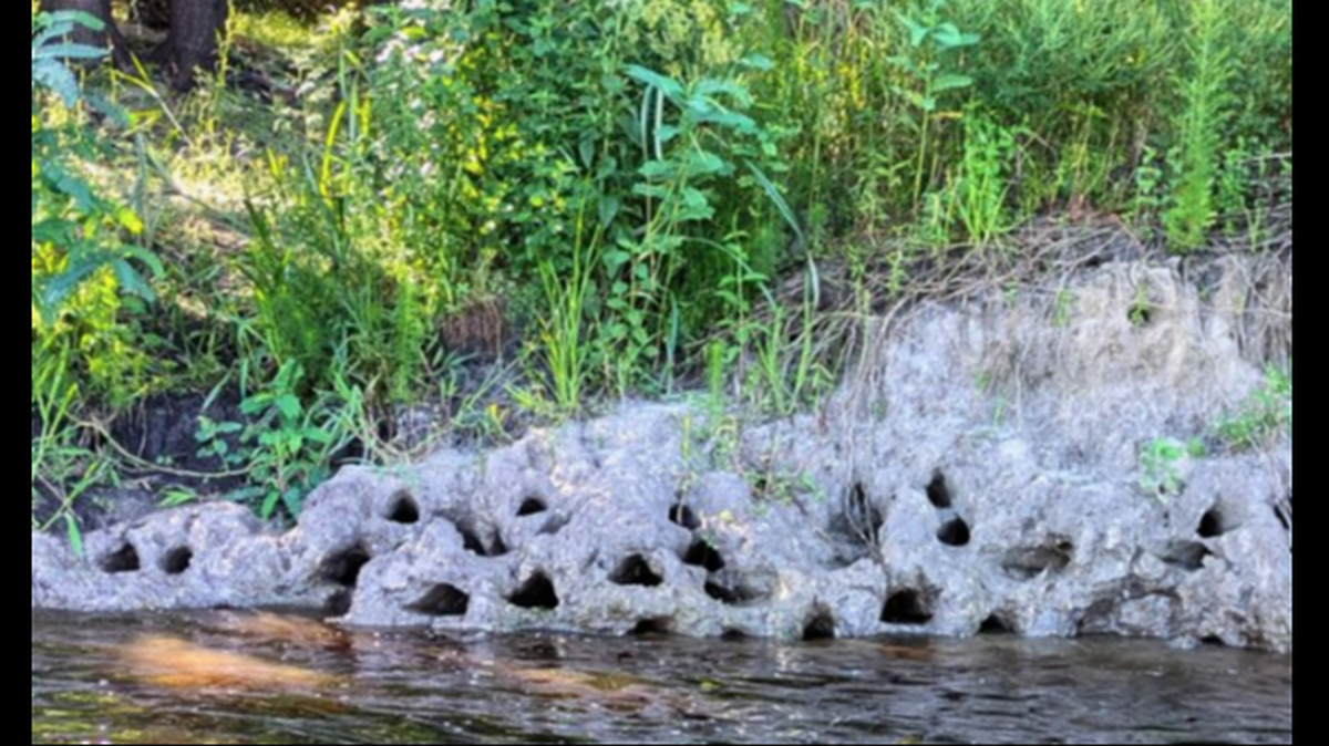 ¿Qué está causando los misteriosos agujeros que están apareciendo en las orillas de ríos de la Florida?  Los expertos lo explican.