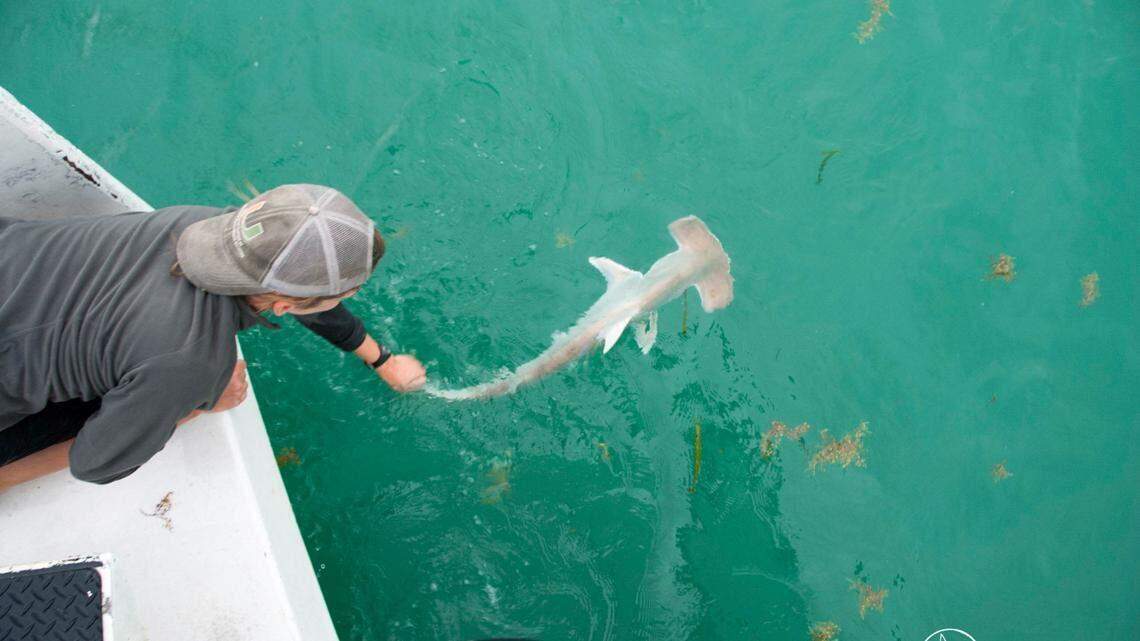 Se busca al responsable de la mutilación de un tiburón martillo en Florida