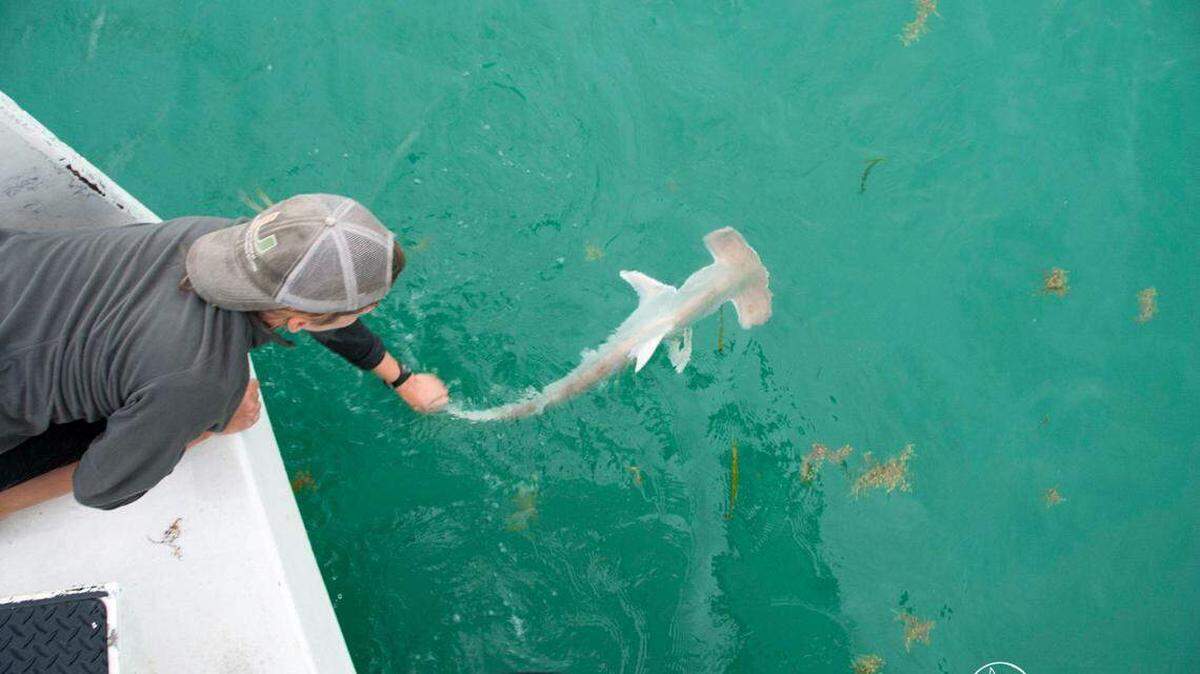 Un miembro de un equipo de investigación libera un tiburón martillo gigante juvenil —previamente marcado— en la Bahía Biscayne. Foto de archivo.