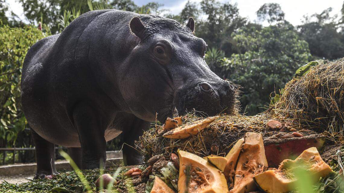 Colombia moves to kill Pablo Escobar’s ‘cocaine hippos’ amid ecological threat