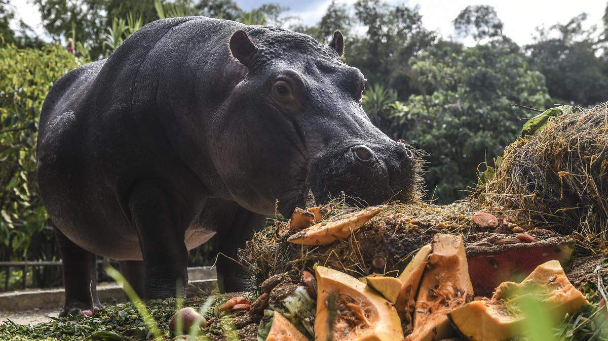 Hippo Jakira is pictured eating a cake made out of fruit during the celebration of her 4 year birthday at the Santa Fe zoo, in Medellin, Colombia, on July 15, 2018. Jakira is the daughter of Pepa, who was part of the initial batch of animals imported by druglord Pablo Escobar back in the 1980's. 