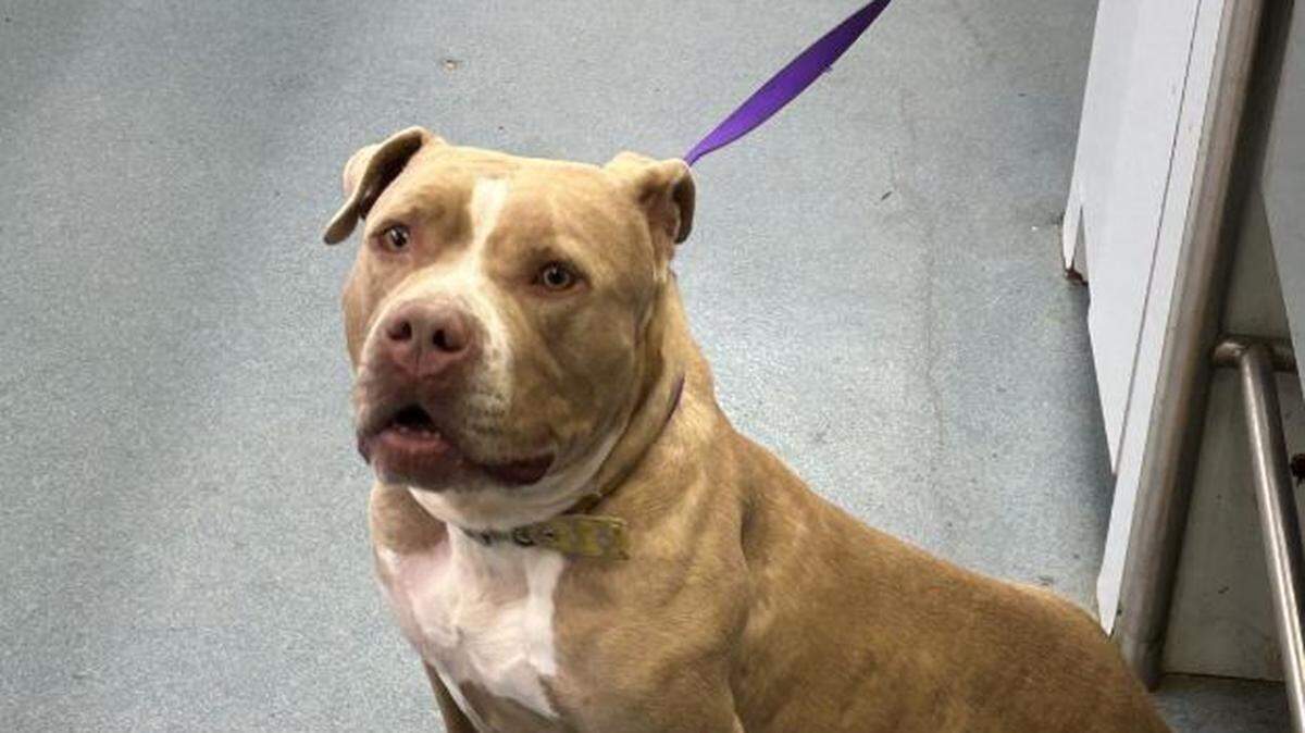 Gypsy, una perra pitbull de cuatro años de edad, fue golpeada con un enganche de remolque metálico en el Condado Palm Beach y sufrió lesiones graves, incluyendo una pata rota y múltiples fracturas en las extremidades.