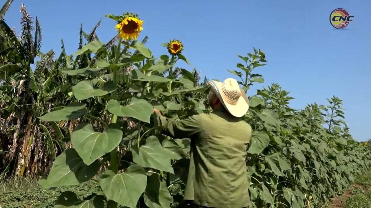 Imagen de archivo de un cultivo de girasoles en Manzanillo, en la provincia cubana de Granma.