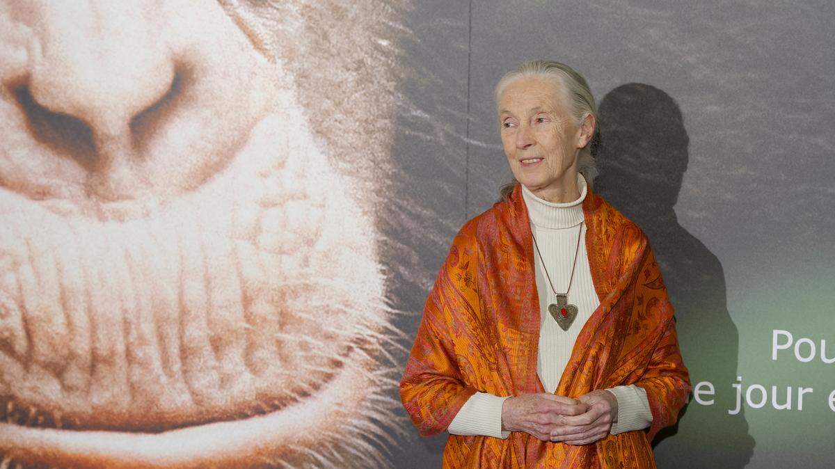 Foto de archivo del 12 de febrero de 2013 de la primatóloga y antropóloga británica Jane Goodall, durante el estreno del documental “Chimpanzee”, en París.