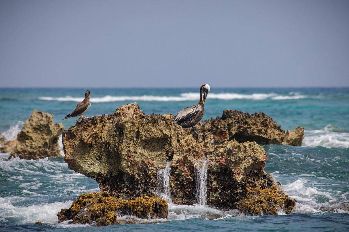 Pasear por la reserva natural de San Martín es disfrutar de la naturaleza en estado puro. En la imagen unas aves descansando en una roca a pocos metros de la playa.