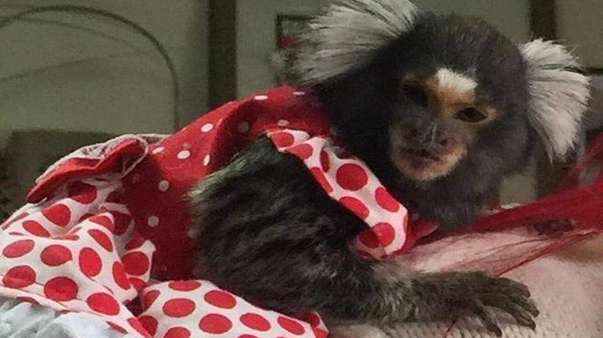 Zoe, la monita desaparecida que adora comer bananas, está de regreso en su hogar. Cortesía Vanessa Di Gennaro