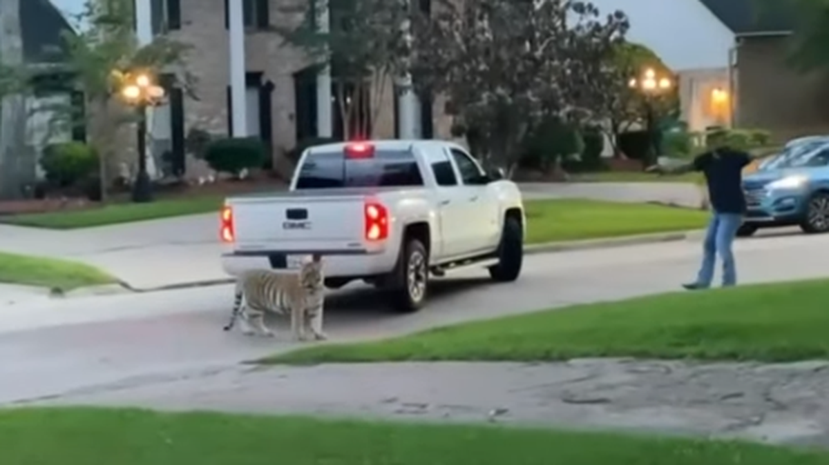 Un vídeo muestra al tigre caminando por el porche de la casa del dueño en Houston ante lo que un agente que estaba en su día de descanso y es vecino del sector le pidió al propietario que metiera al animal.