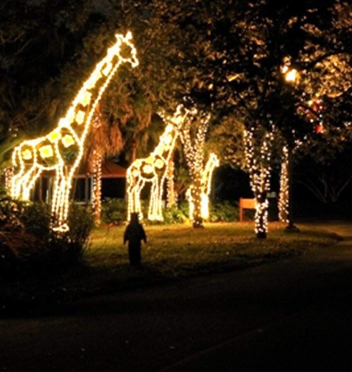 Este año se celebra el décimo aniversario de este espectáculo de luces en el Zoo Miami, un evento que se realiza cada viernes y sábado hasta el 29 de diciembre, de las 7 p.m. a 10 p.m.