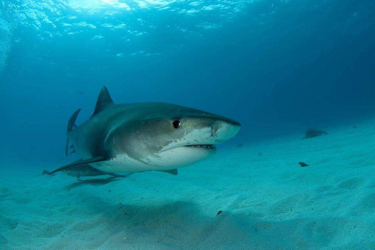 Científicos estudian la depredación de tiburones en el Golfo de México para determinar qué motiva los encuentros, si están aumentando y cómo los cambios ambientales y las prácticas pesqueras podrían influir.