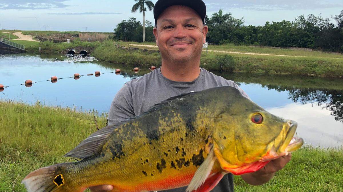El pescador Felipe Prieto posa con su captura, un pescado conocido como pavón mariposa que pesa 9.11 libras y mide 23.5 pulgadas de largo, en esta foto compartida el lunes, 11 de octubre de 2021 en la cuenta oficial de Facebook de la Comisión de Conservación de Peces y Vida Silvestre de Florida.