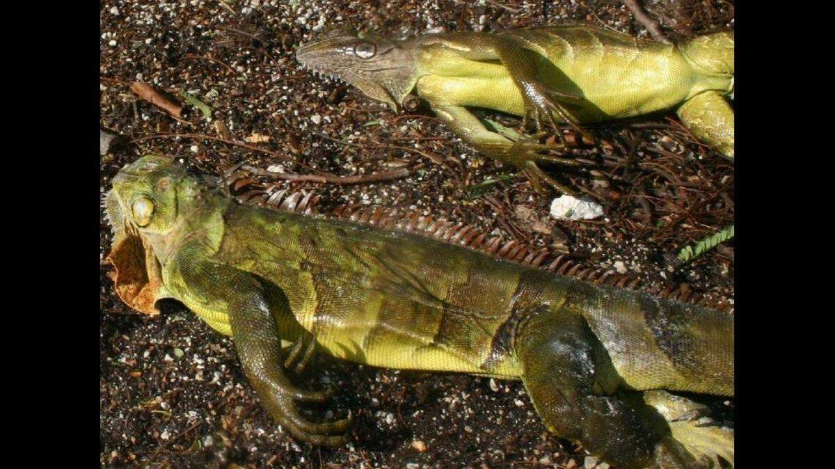 Las iguanas afectadas por el frío deben ser llevadas a los puntos de entrega rápidamente, ya que su estado de letargo puede desaparecer una vez que recuperan la temperatura corporal.