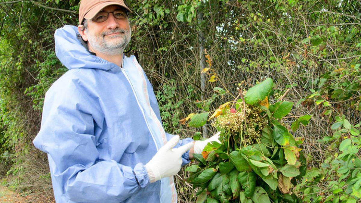 El microbiólogo John Jelesko ha aprendido a tomar precauciones cuando está cerca de Poison Ivy.