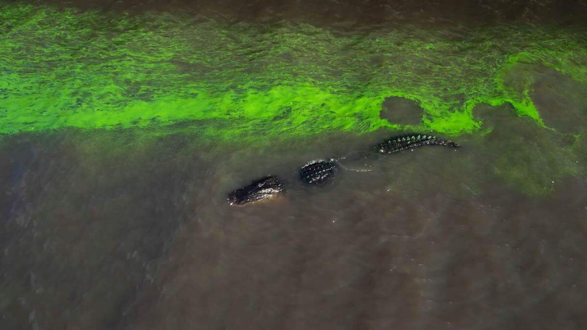 ‘River of Grass’ (2025) en Coral Gables Art Cinema. Este documental es una reinterpretación del innovador libro de Marjory Stoneman Douglas, ‘The Everglades: River of Grass’ de 1947.
