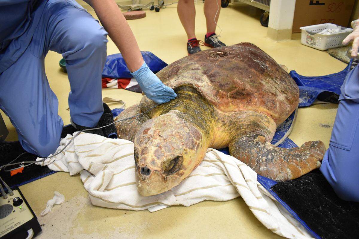 Esta tortuga fue tratada en al Clinic for the Rehabilitation of Wildlife (CROW) de Sanibel por envenenamiento debido a la marea roja.