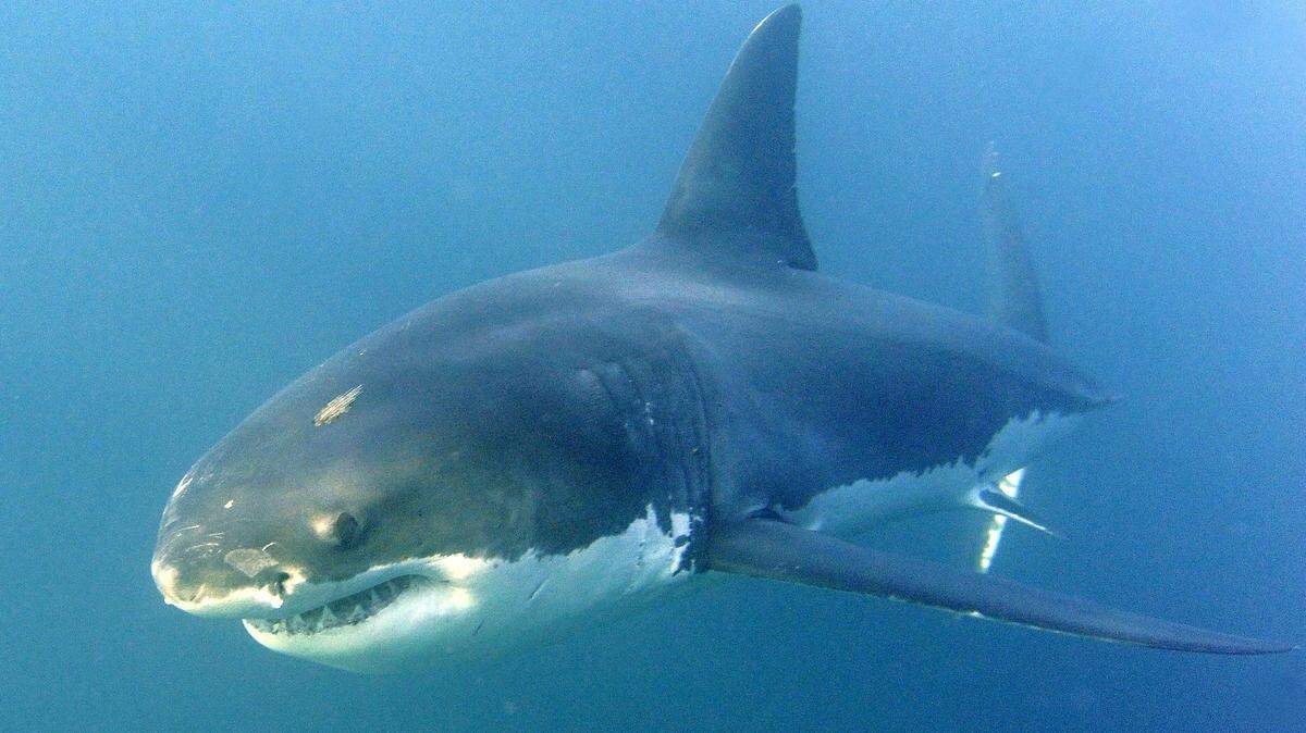 Un tiburón blanco (Carcharodon carcharias) nadando en aguas del Océano Índico, en Gansbaai, Sudáfrica.