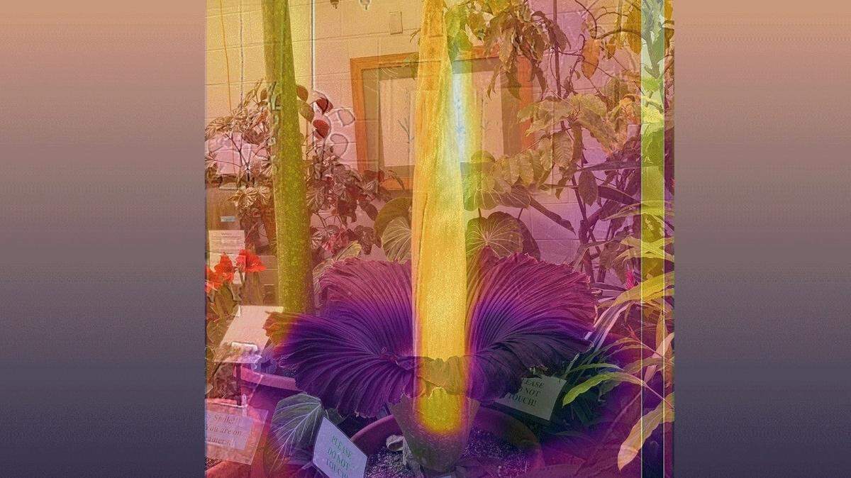 Esta imagen muestra un mapa de calor de la flor cadáver cuando florece, con el apéndice central calentándose hasta unos 20 grados Fahrenheit por encima de la temperatura ambiente.
